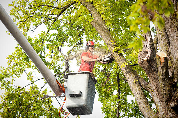 How Our Tree Care Process Works  in  Sterling, CO