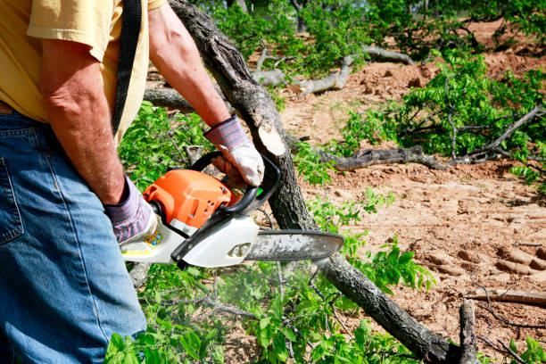 Sterling, CO  Tree Services Company